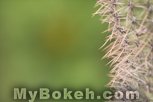 NIKKOR 300 f/2.8 ED IF AI-s lens Bokeh