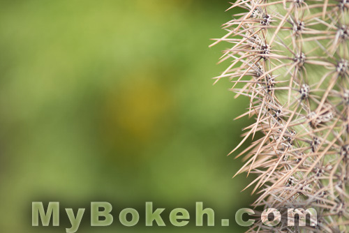 Nikkor 300 f/4.5 ED IF AI-s lens Bokeh