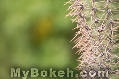 Nikkor 70-300 f/4.5/5.6 AF lens Bokeh