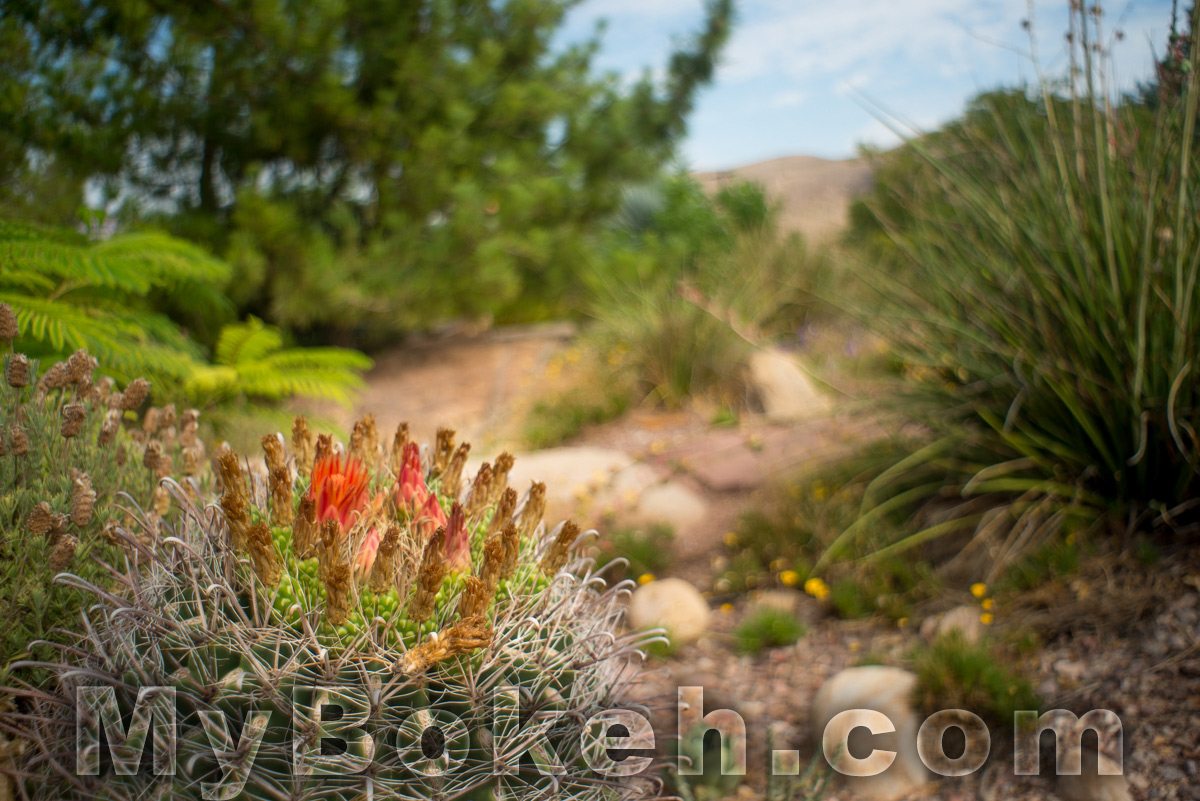 Angenieux 28mm f/3.5 Retrofocus Lens Bokeh 10