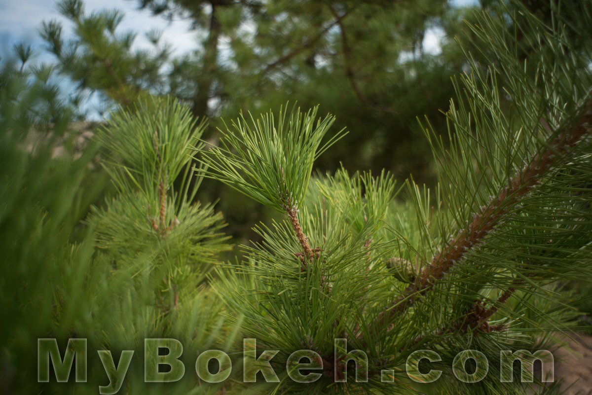 Angenieux 28mm f/3.5 Retrofocus Lens Bokeh 2