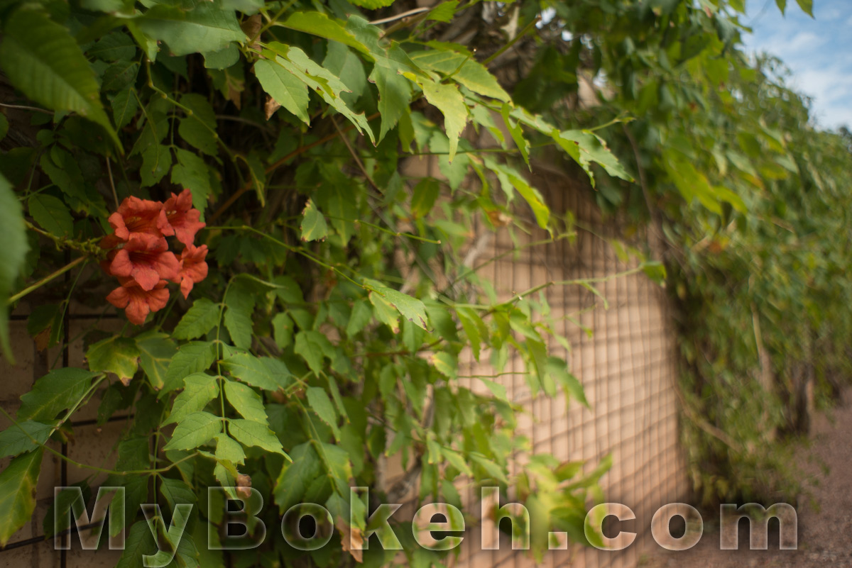 Angenieux 28mm f/3.5 Retrofocus Lens Bokeh 3