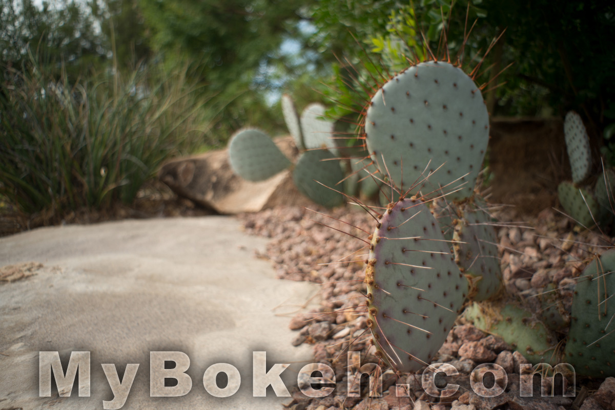 Angenieux 28mm f/3.5 Retrofocus Lens Bokeh 7