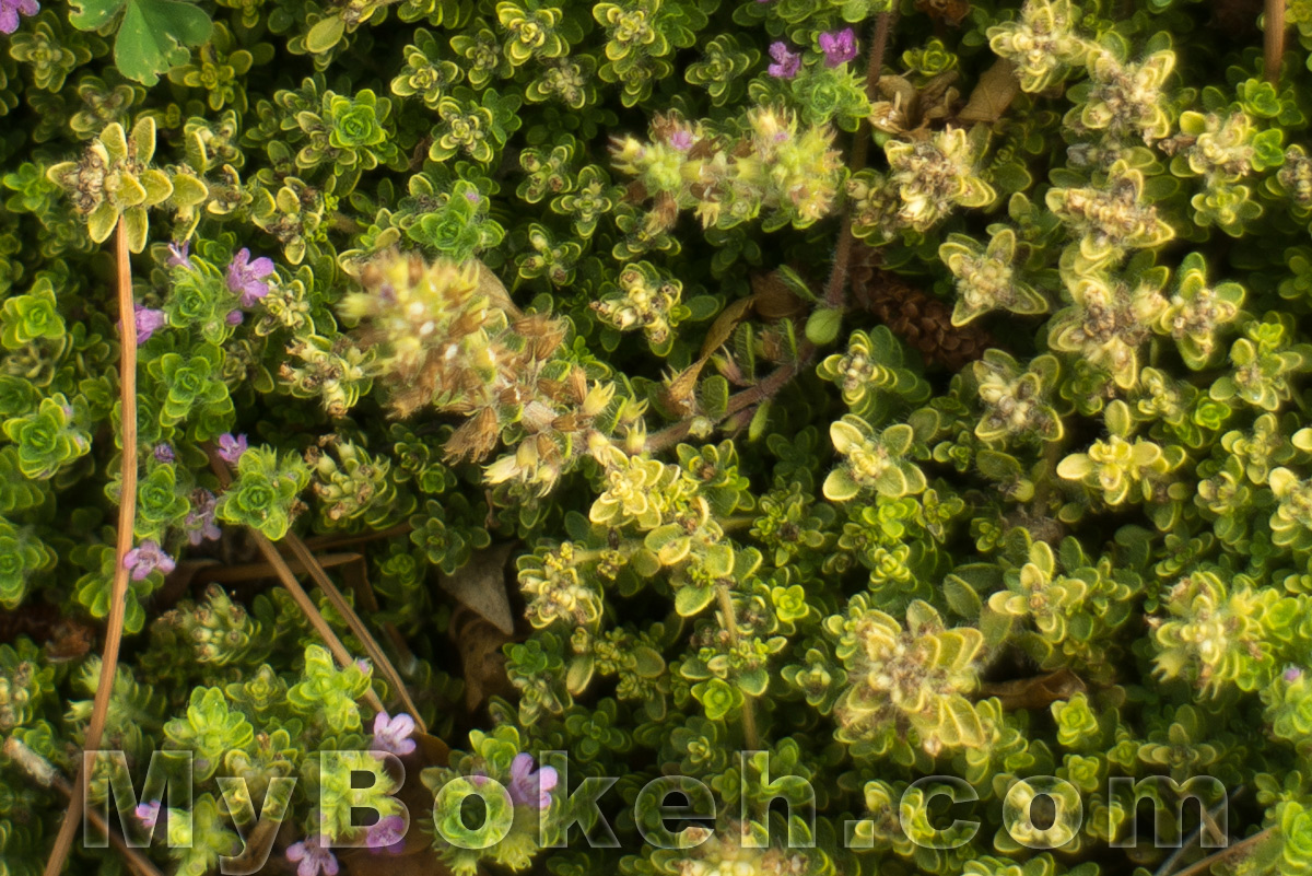 Angenieux 28mm f/3.5 Retrofocus Lens Bokeh 5