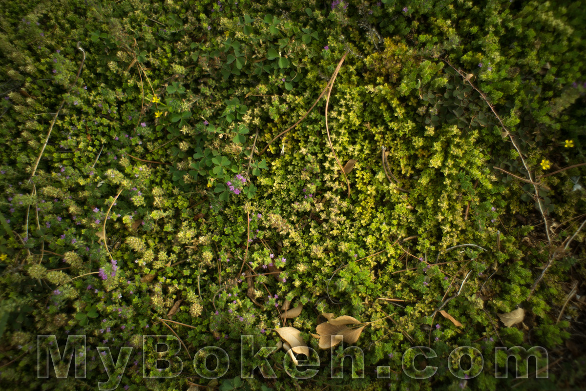 Angenieux 28mm f/3.5 Retrofocus Lens Bokeh 4