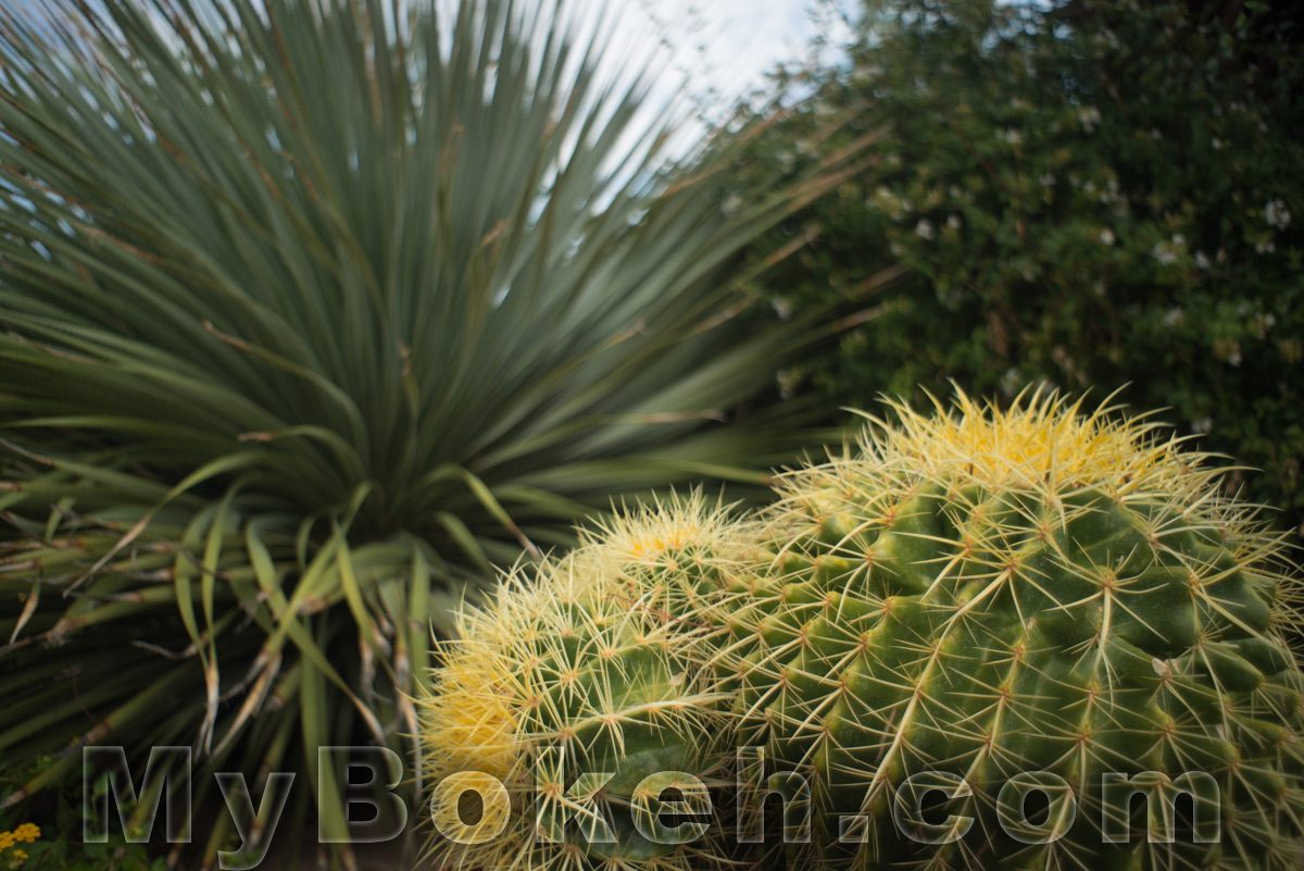 Angenieux 28mm f/3.5 Retrofocus Lens Bokeh 6