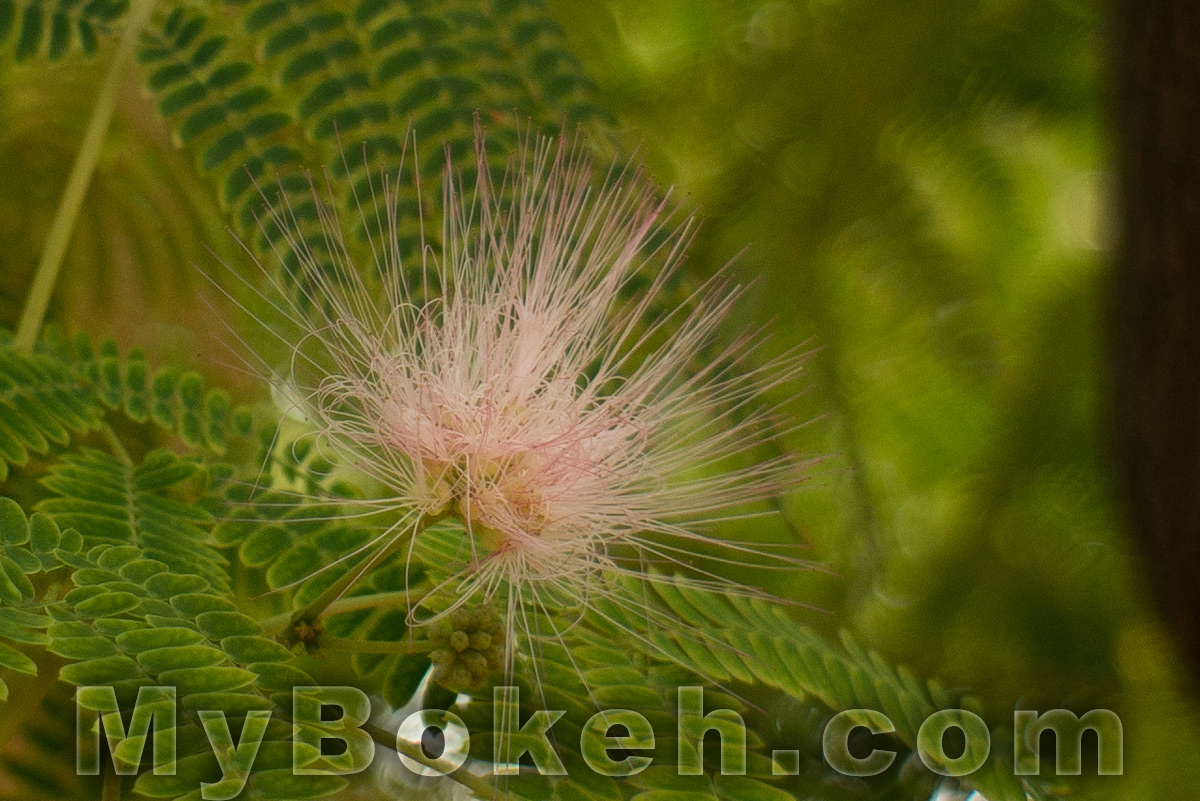 Angenieux 28mm f/3.5 Retrofocus Lens Bokeh 9