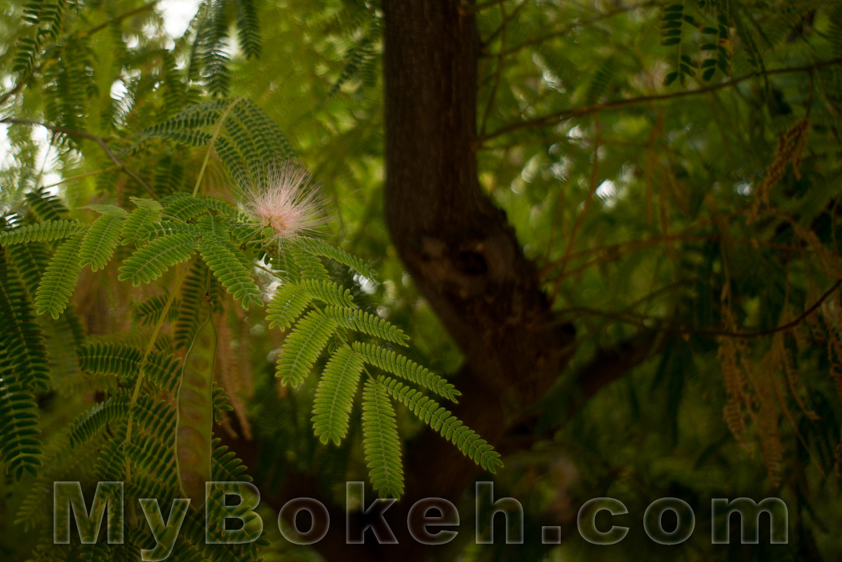 Angenieux 28mm f/3.5 Retrofocus Lens Bokeh 8