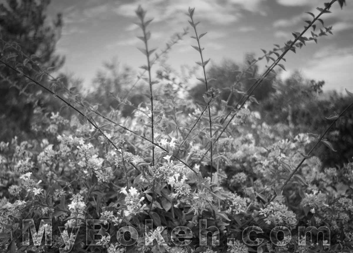 Angenieux 28mm f/3.5 Retrofocus Lens Bokeh 1