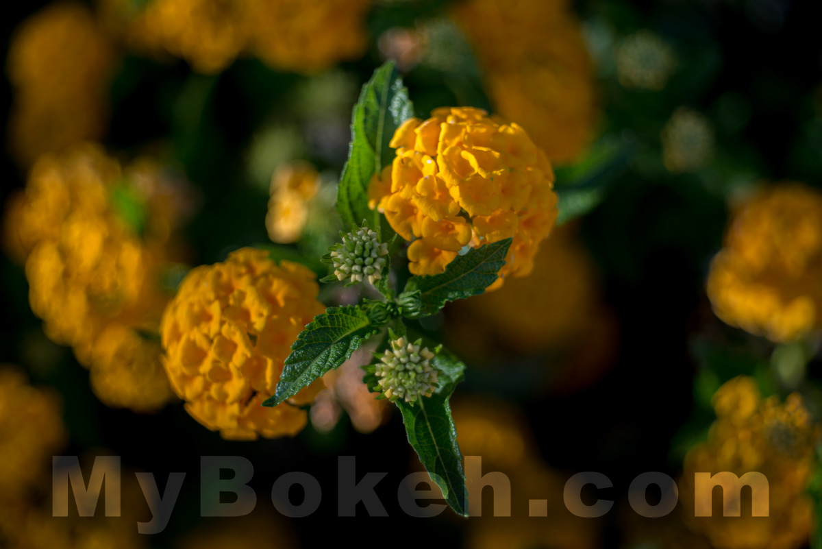 Meyer-Optik Gorlitz Domiplan 50mm f/2.8 Lens