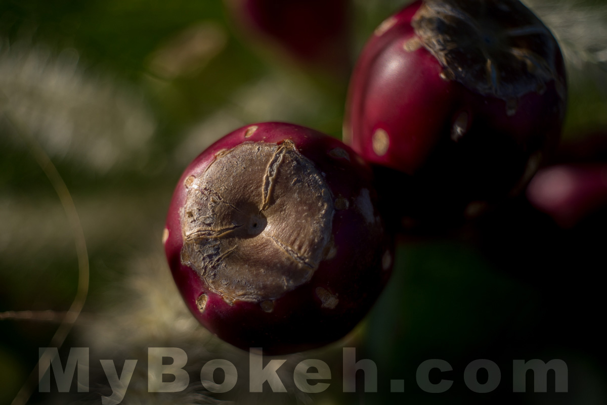 Meyer-Optik Gorlitz Domiplan 50mm 2.8 Lens