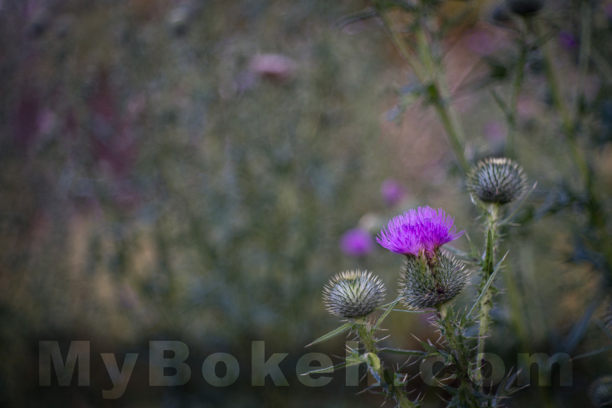 Meyer-Optik Gorlitz Domiplan 50mm 2.8 Lens