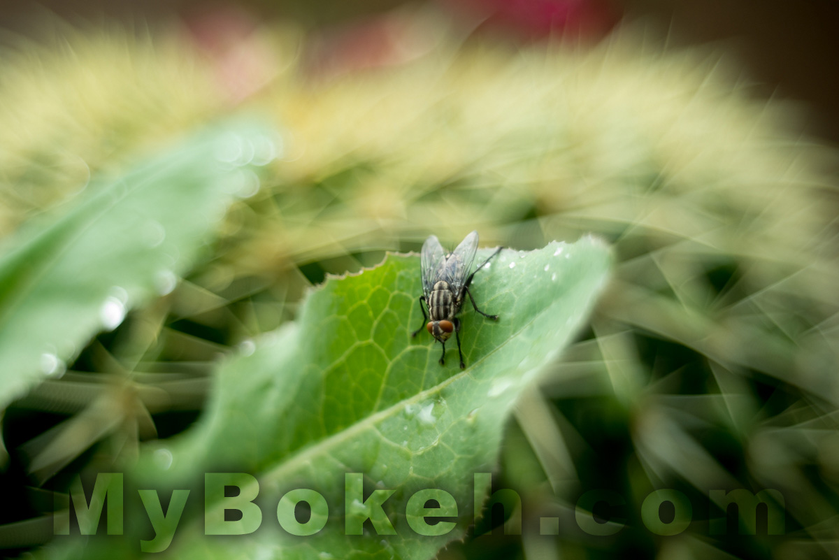 Enna Werk Munchen SUPER-LITHAGON 35mm f/2.5 lens