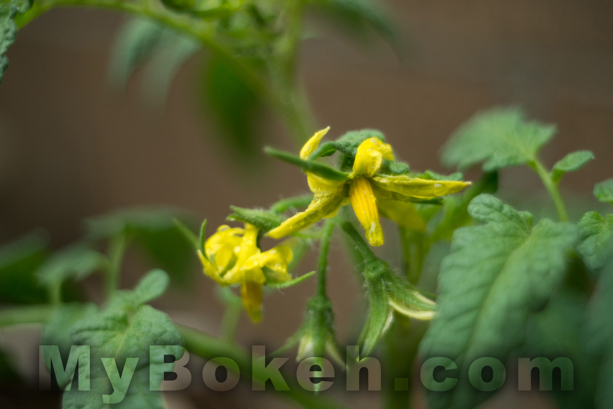 Enna Werk Munchen SUPER-LITHAGON 35mm f/2.5 lens