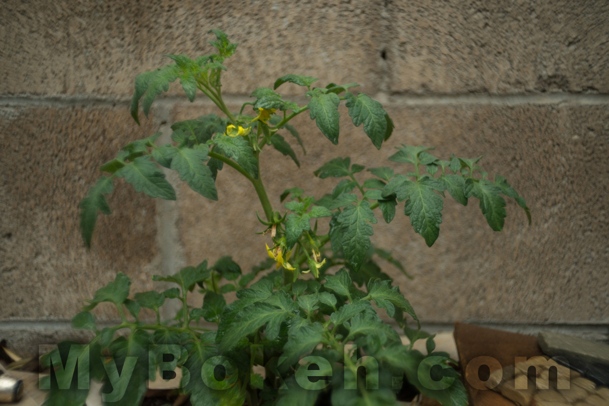 Enna Werk Munchen SUPER-LITHAGON 35mm f/2.5 lens