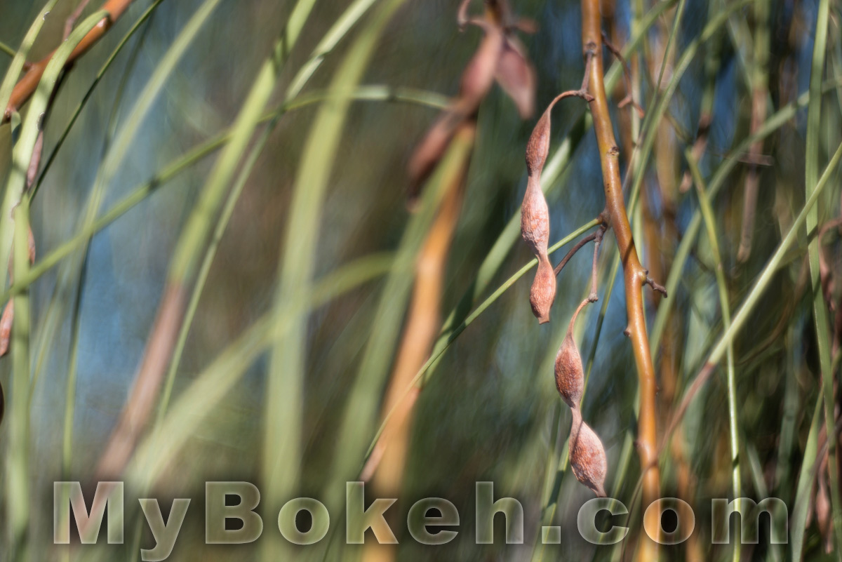 Kilfitt / Zoomar 90mm f/2.8 Macro-Kilar Lens Bokeh 4