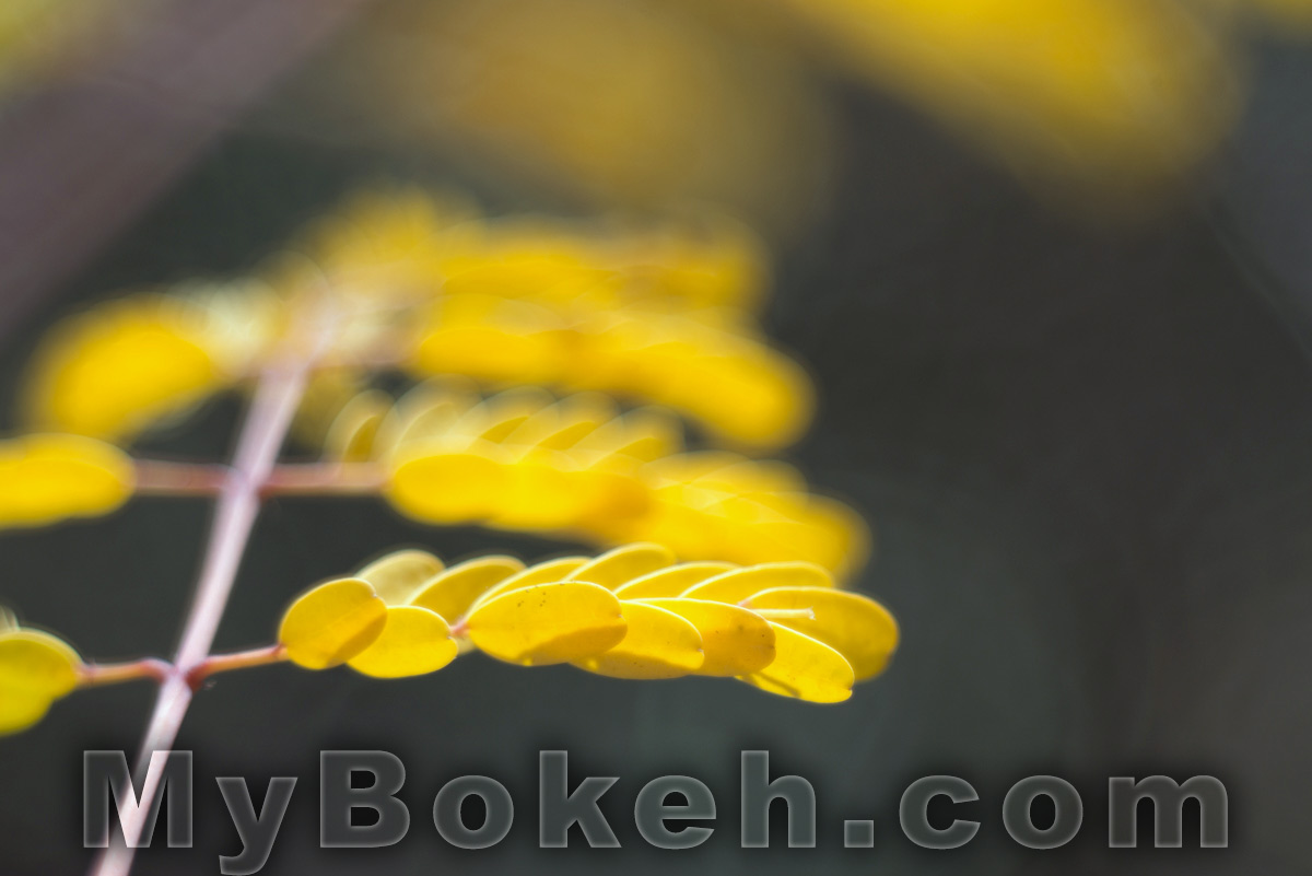 Kilfitt / Zoomar 90mm f/2.8 Macro-Kilar Lens Bokeh 5