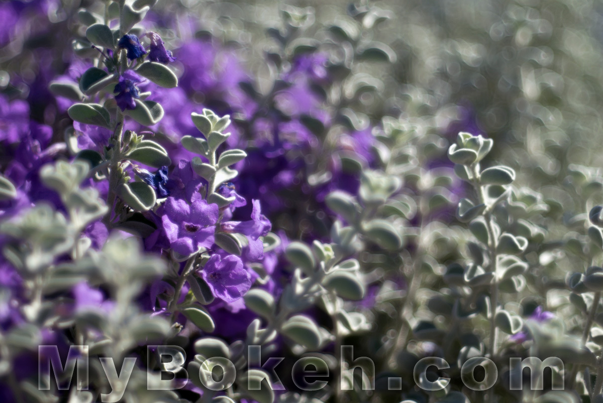 Kilfitt / Zoomar 90mm f/2.8 Macro-Kilar Lens Bokeh 10