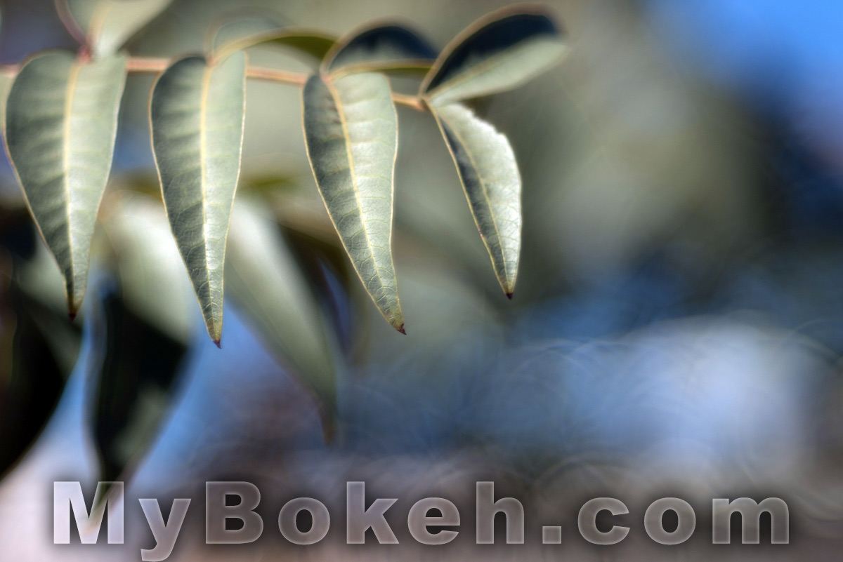 Kilfitt / Zoomar 90mm f/2.8 Macro-Kilar Lens Bokeh 7