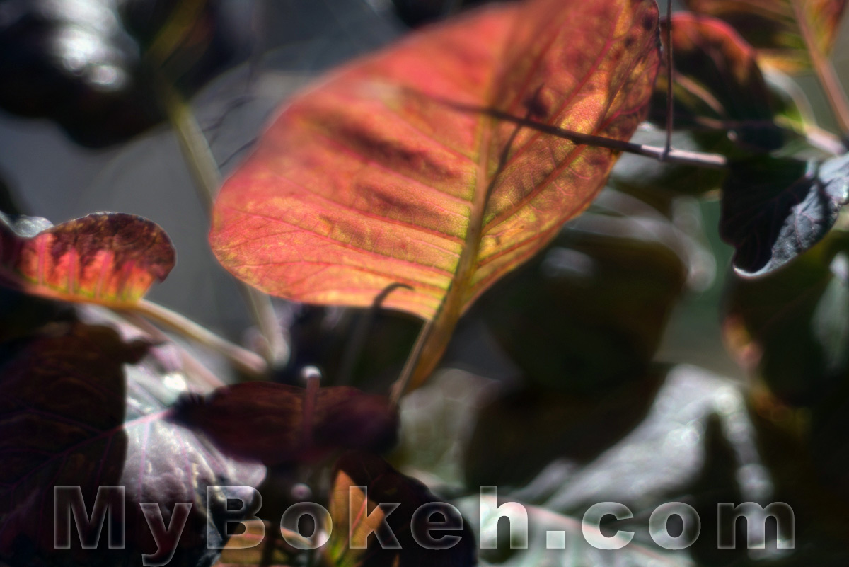 Kilfitt / Zoomar 90mm f/2.8 Macro-Kilar Lens Bokeh 9