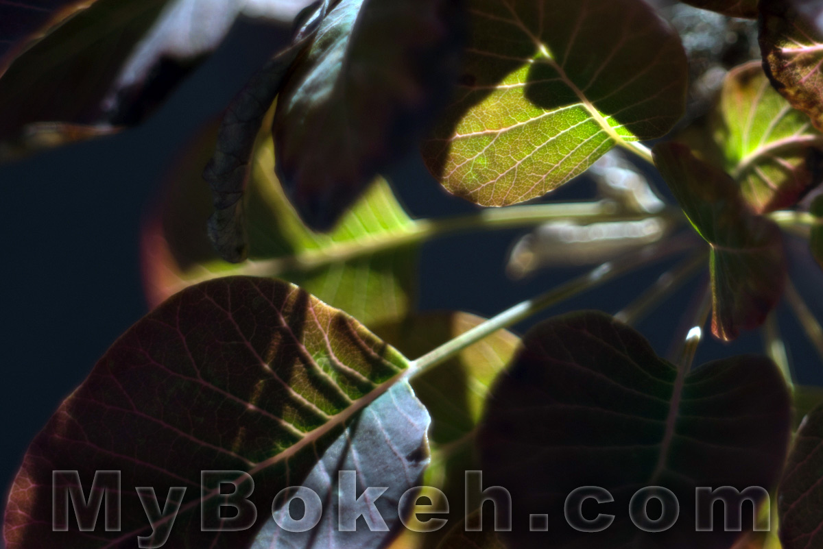 Kilfitt / Zoomar 90mm f/2.8 Macro-Kilar Lens Bokeh 6