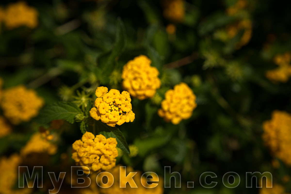 Macro-NIKKOR 65mm f/4.5 Lens Bokeh 1