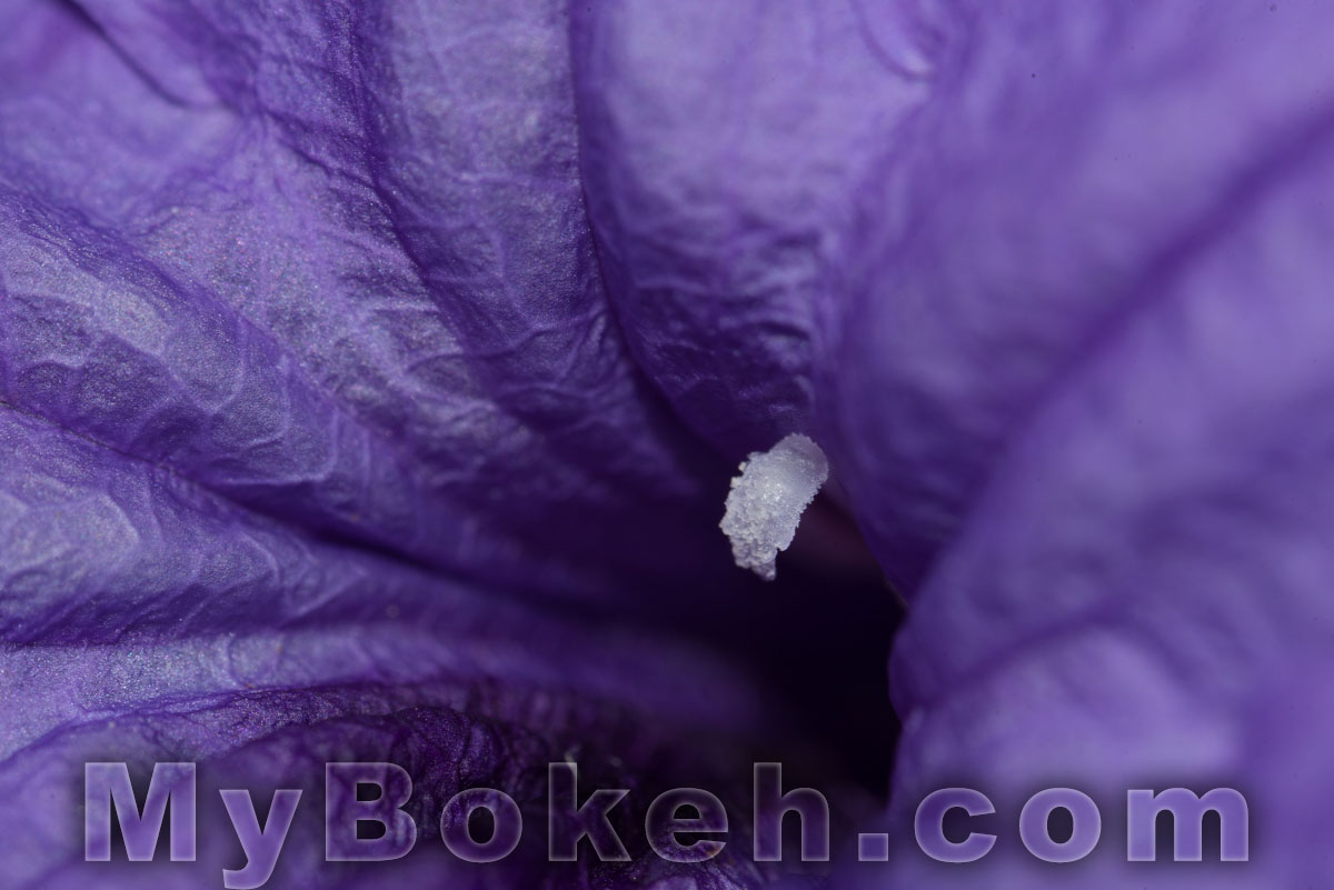 Macro-NIKKOR 65mm f/4.5 Lens Bokeh 3