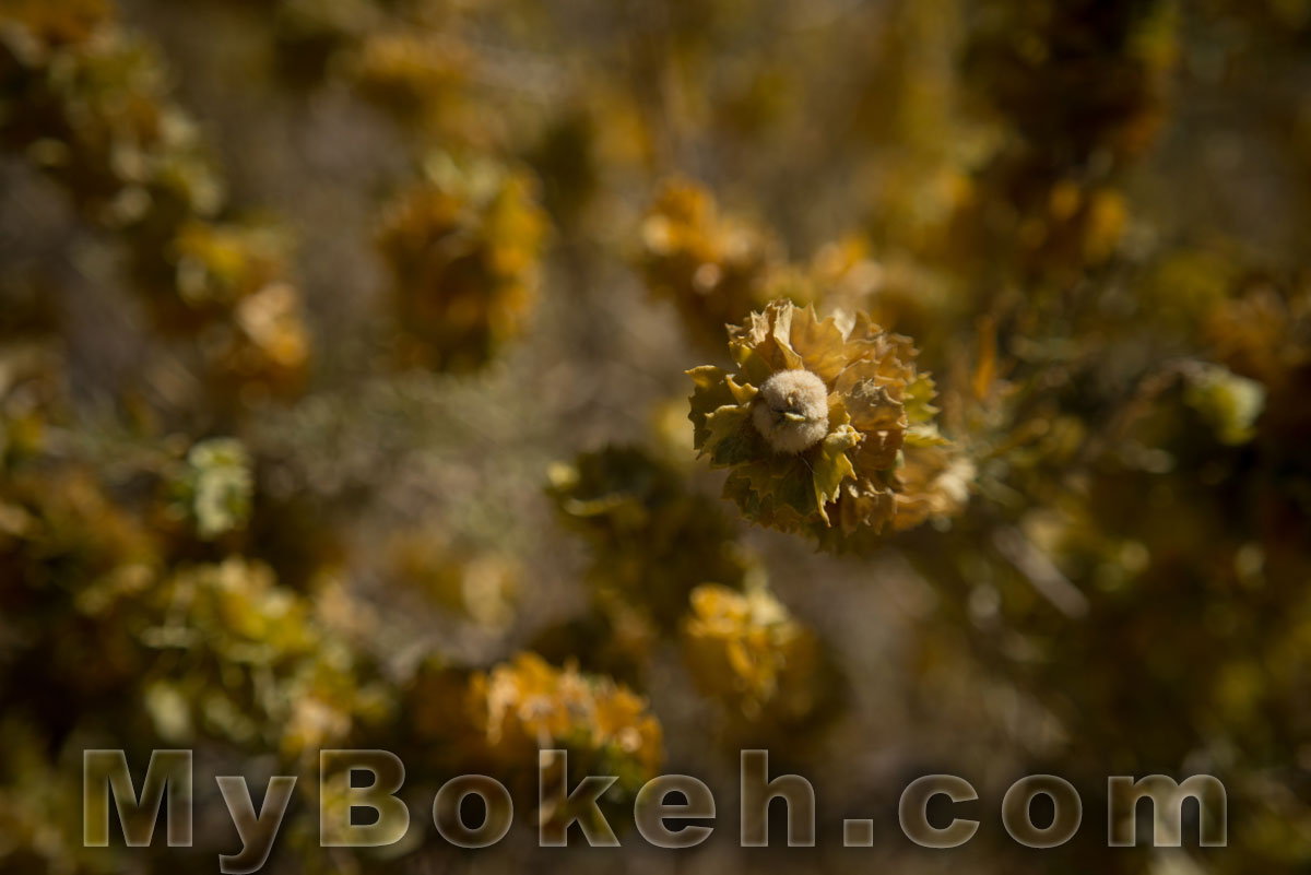 Macro-NIKKOR 65mm f/4.5 Lens Bokeh 6