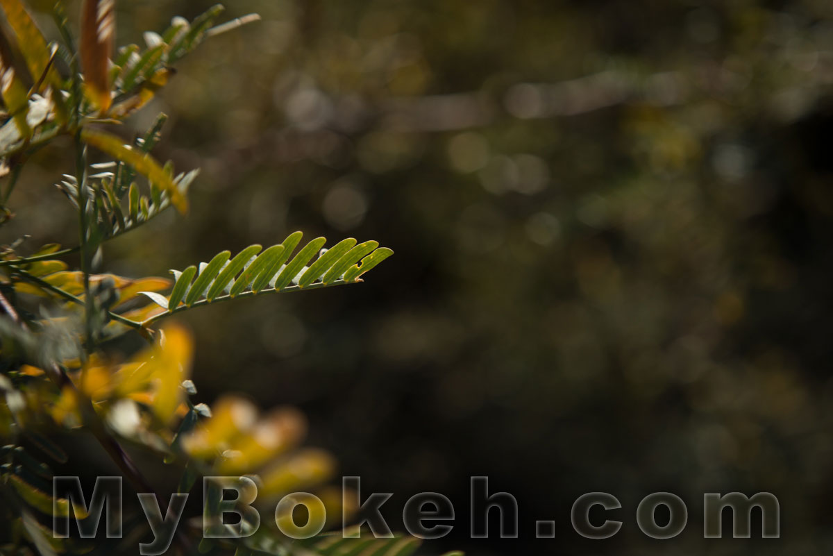 Macro-NIKKOR 65mm f/4.5 Lens Bokeh 7