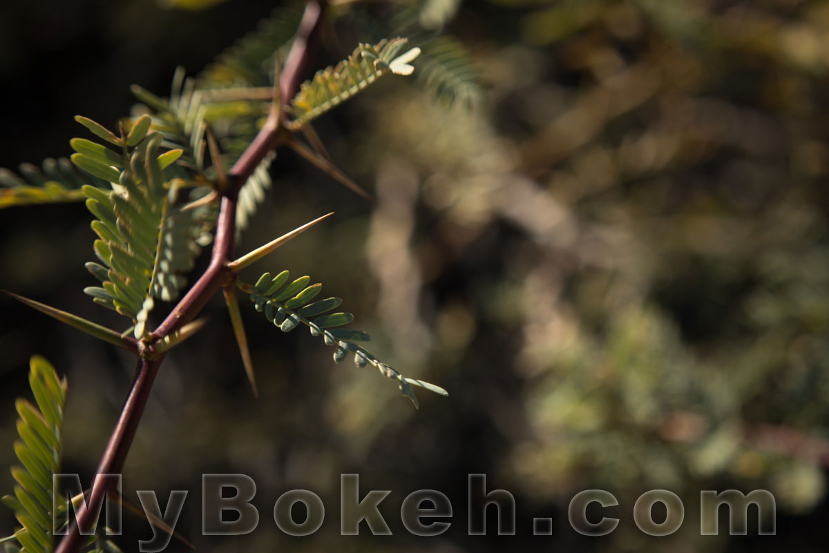 Macro-NIKKOR 65mm f/4.5 Lens Bokeh 8