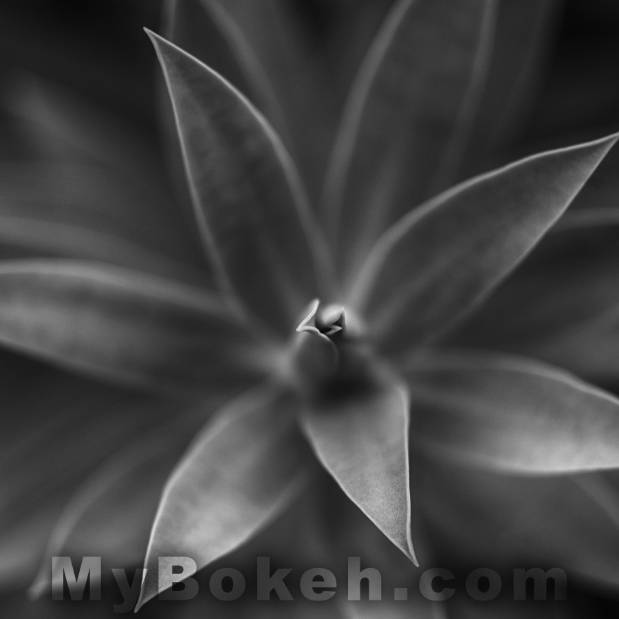 Meyer-Optik Gorlitz Primoplan 58mm f/1.9 A