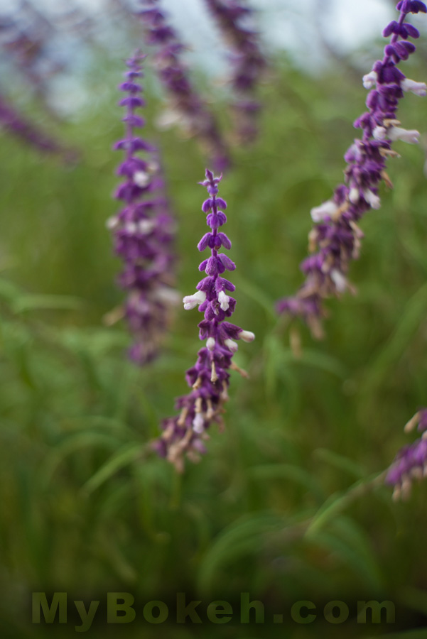 Meyer-Optik Gorlitz Primoplan 58mm f/1.9 G