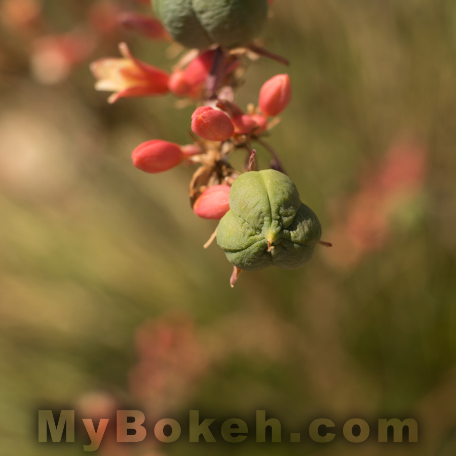 Meyer-Optik Gorlitz Primoplan 58mm f/1.9 D