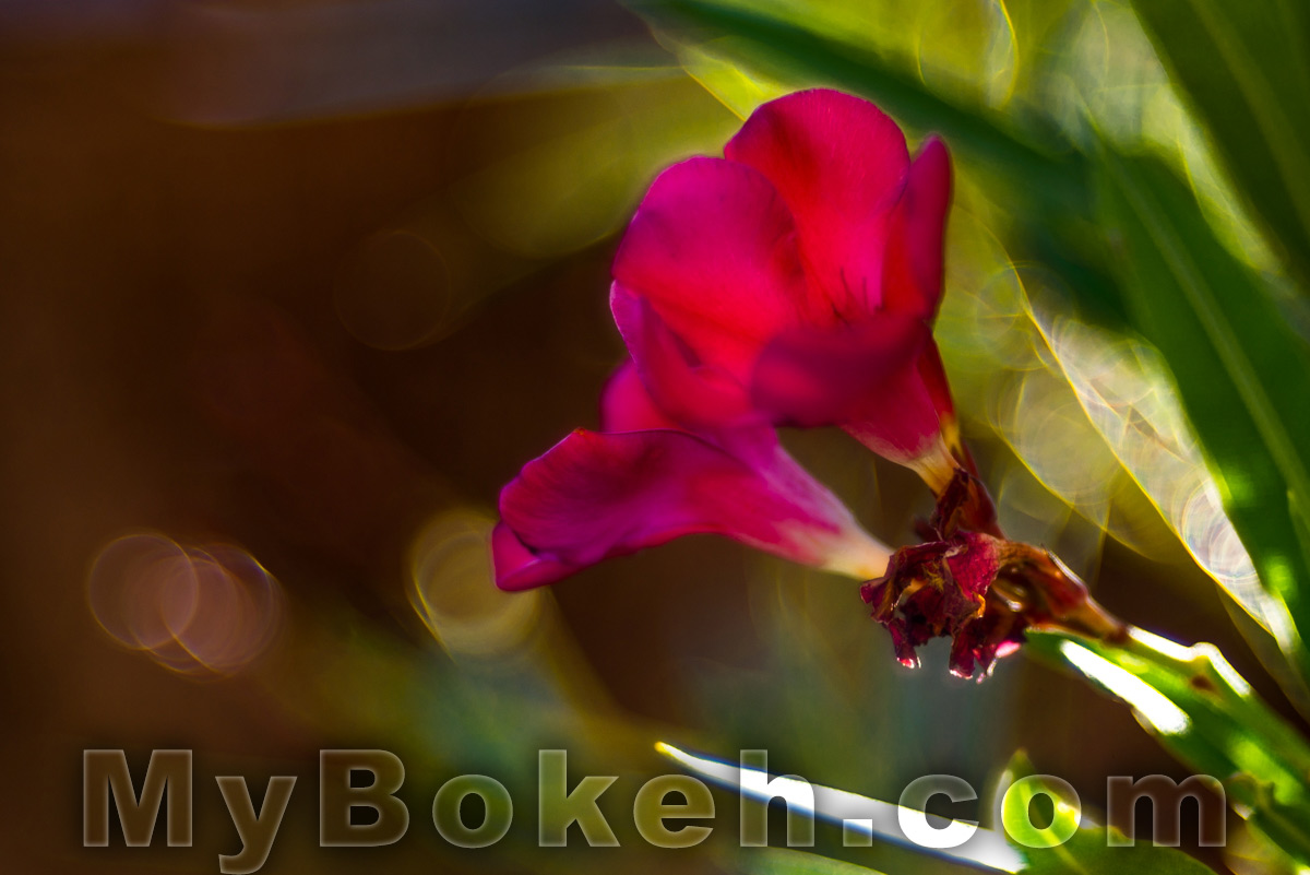 Meyer-Optik Gorlitz TRIOPLAN 100mm f/2.8 Silver Lens Bokeh 1