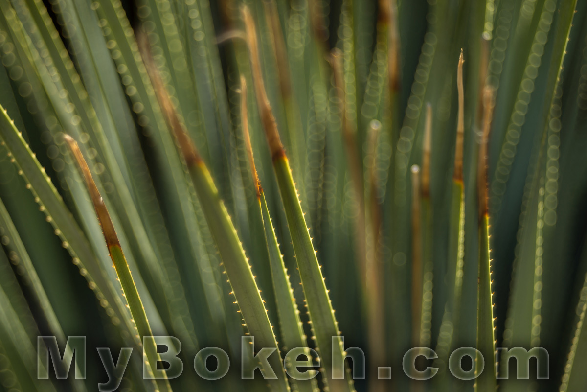 Meyer-Optik Gorlitz TRIOPLAN 100mm f/2.8 Silver Lens Bokeh 2