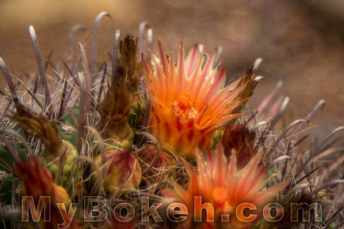 Meyer-Optik Gorlitz TRIOPLAN 100mm f/2.8 Silver Lens Bokeh 3