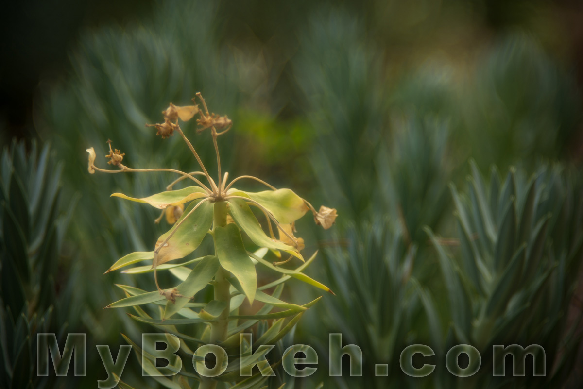 Meyer-Optik Gorlitz TRIOPLAN 100mm f/2.8 Silver Lens Bokeh 4