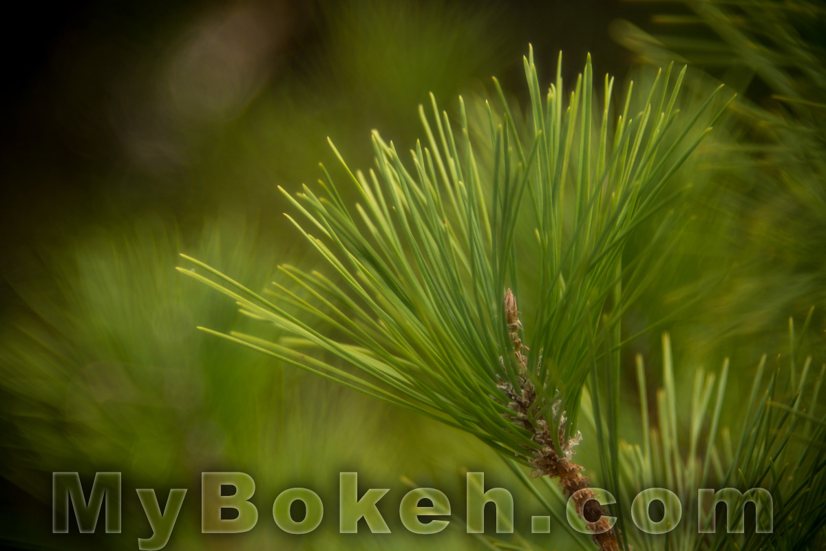 Meyer-Optik Gorlitz TRIOPLAN 100mm f/2.8 Silver Lens Bokeh 5