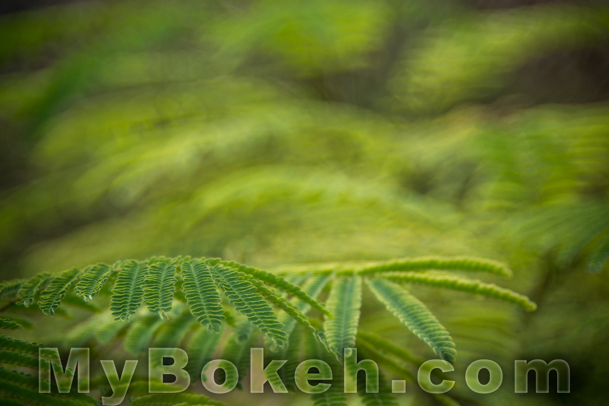 Meyer-Optik Gorlitz TRIOPLAN 100mm f/2.8 Silver Lens Bokeh 6