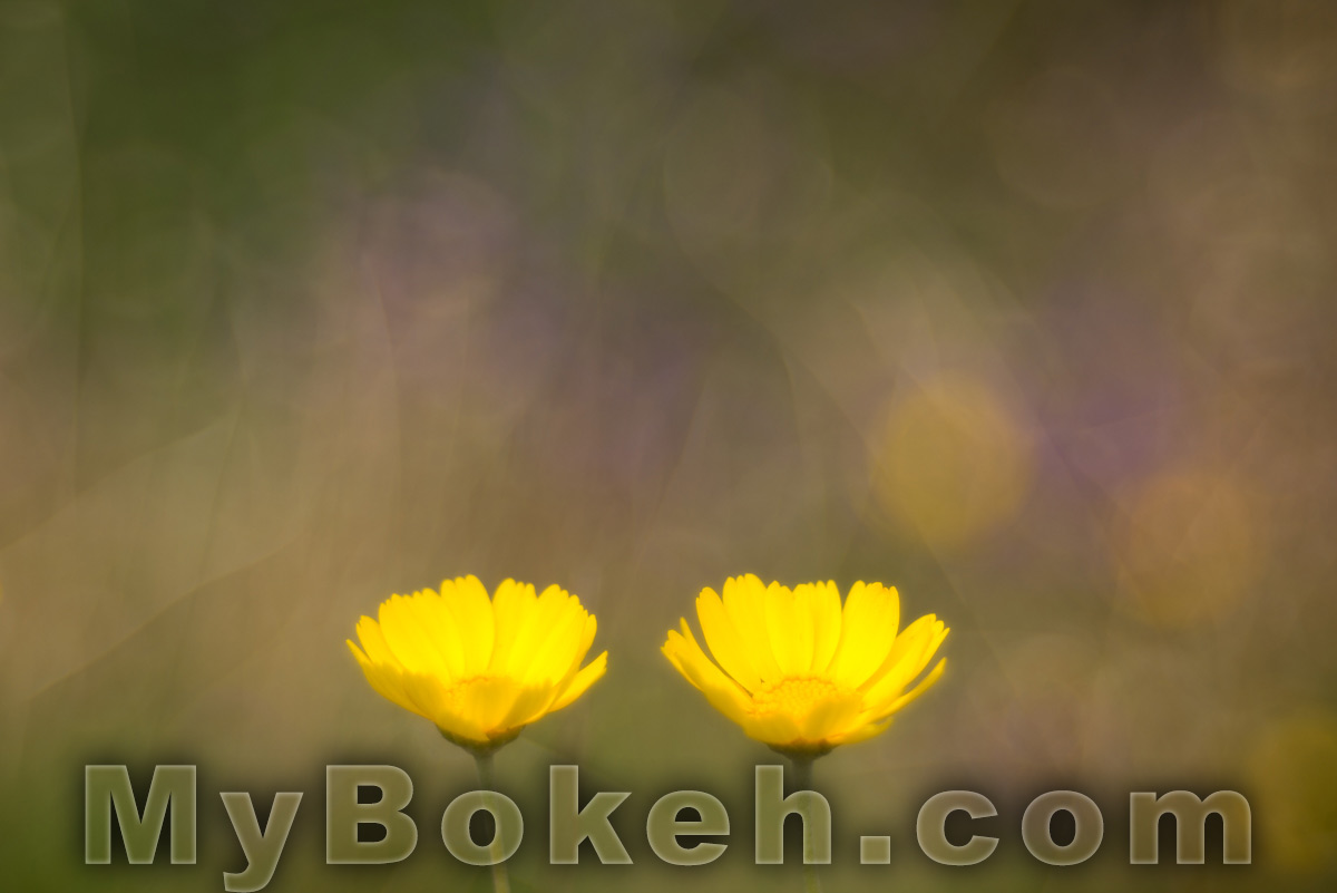 Meyer-Optik Gorlitz TRIOPLAN 100mm f/2.8 Silver Lens Bokeh 7