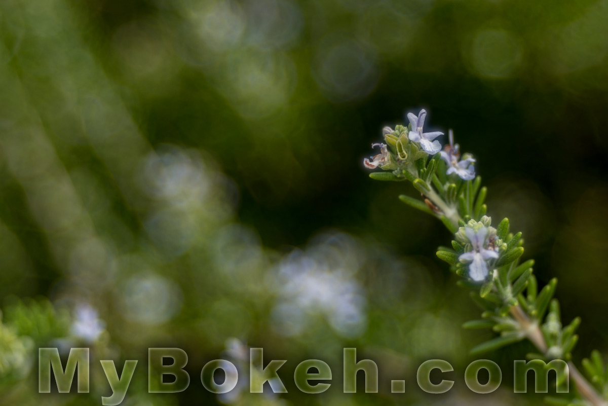 Meyer-Optik Gorlitz TRIOPLAN 100mm f/2.8 Silver Lens Bokeh 8