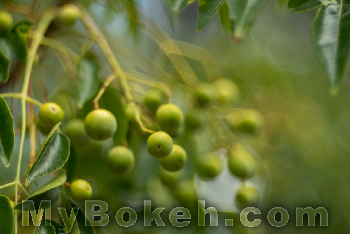 Meyer-Optik Gorlitz TRIOPLAN 100mm f/2.8 Silver Lens Bokeh 9