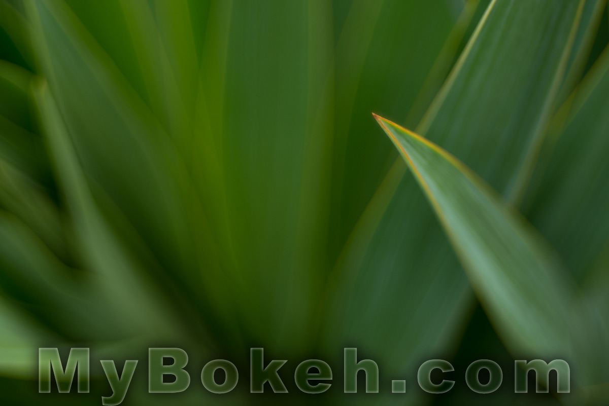 Meyer-Optik Gorlitz TRIOPLAN 100mm f/2.8 Silver Lens Bokeh 10