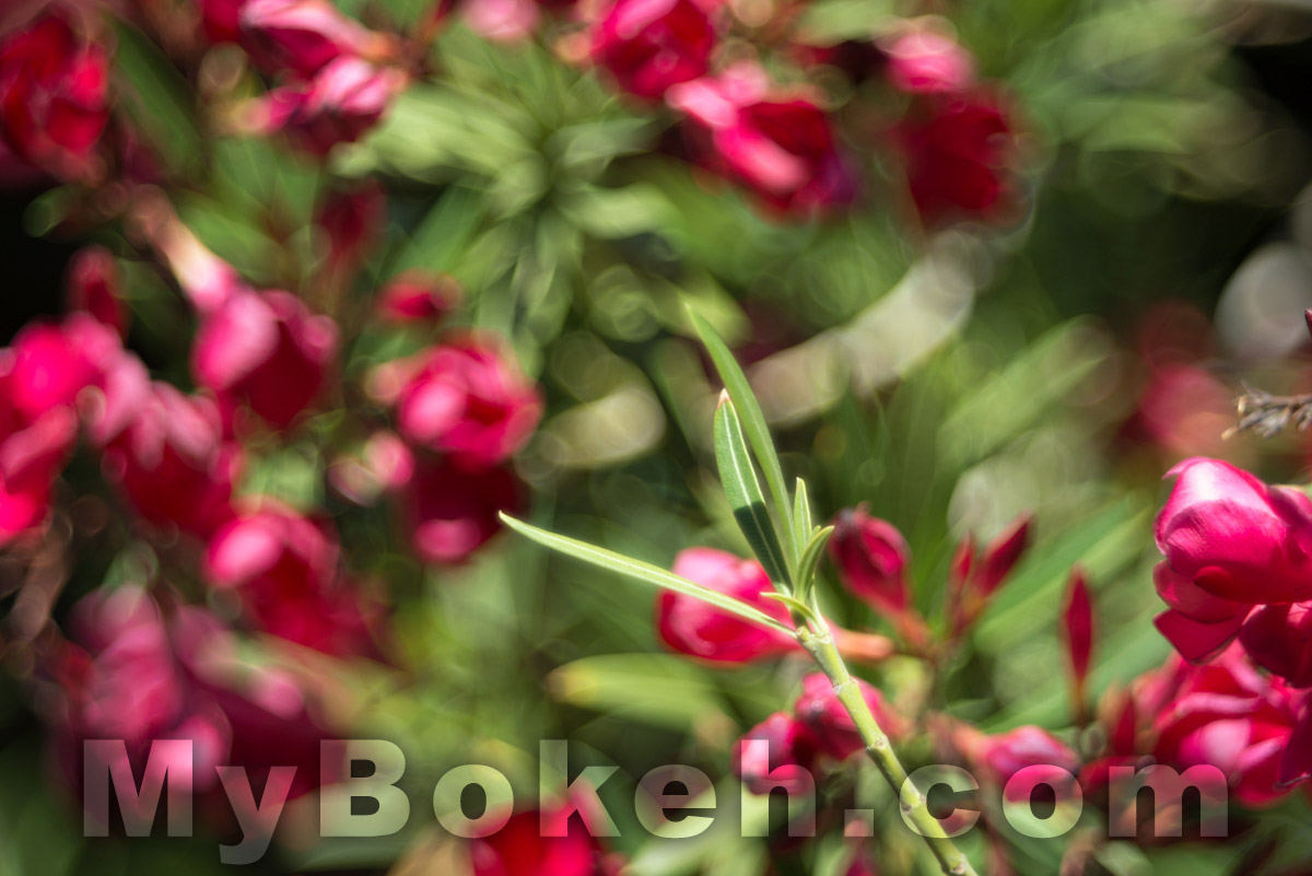 Meyer-Optik Gorlitz TRIOPLAN 100mm f/2.8 Lens Bokeh 1