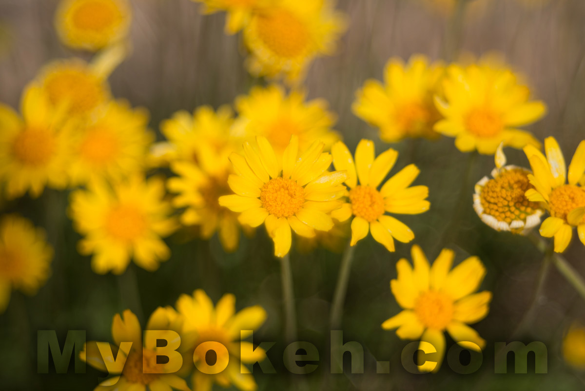 Meyer-Optik Gorlitz TRIOPLAN 100mm f/2.8 Lens Bokeh 2