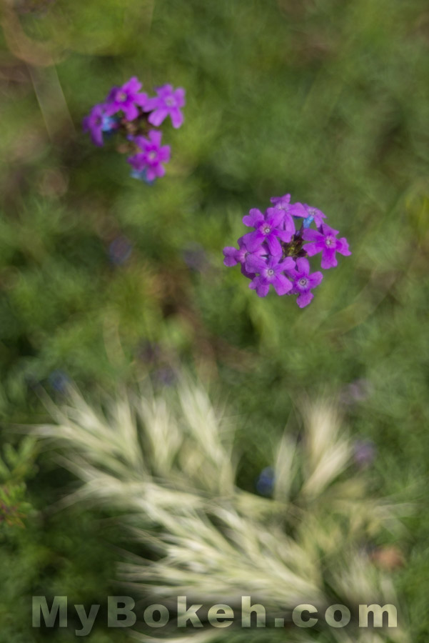 Meyer-Optik Gorlitz TRIOPLAN 100mm f/2.8 Lens Bokeh 3