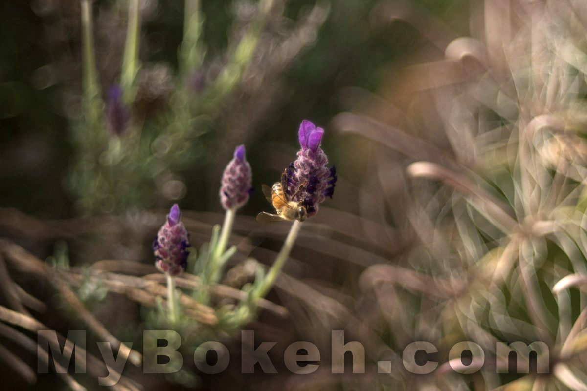 Meyer-Optik Gorlitz TRIOPLAN 100mm f/2.8 Lens Bokeh 5