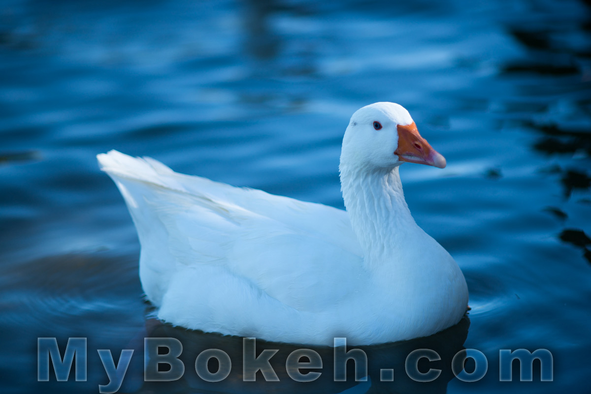 200mm Nikkor f/2.0 6