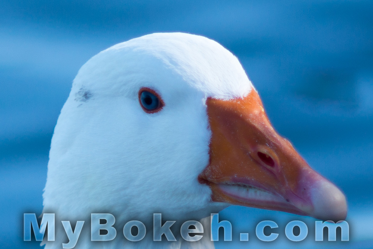 200mm Nikkor f/2.0 7