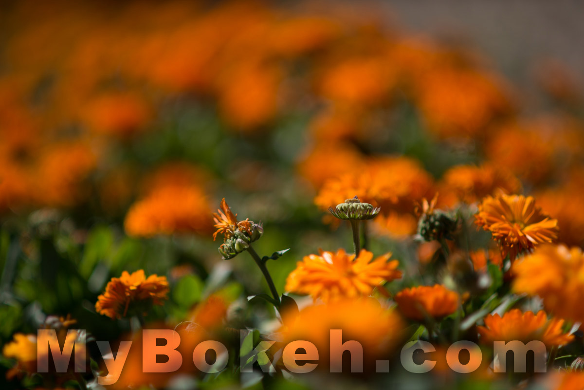 DC-NIKKOR 135mm f2.0 D Lens Bokeh 2